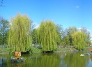 пруд, Санаторий &laquo;Березовый гай&raquo;